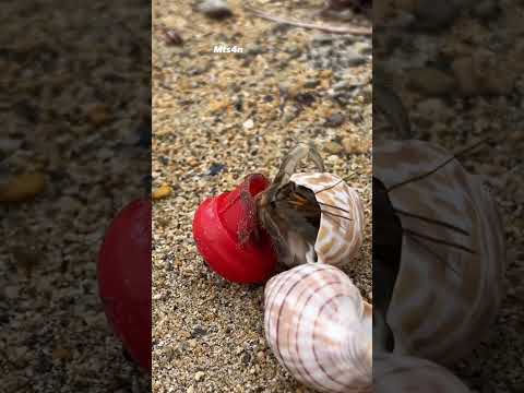 Thanks to @maketheswitch4nature_ for helping hermit crabs! #oceans #beach #sea #sustainable