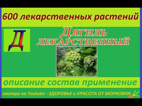 Video: Angelica Officinalis