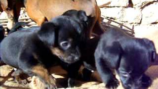 Racker Außer Rand Und Band