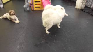 The Barking Lot - 61515 - Mah01534