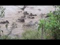 Wildebeest Migration Crossing @ Entim Part 2 Standing on the Bank