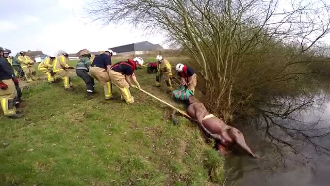 Shropshire Firefighters Large Animal Rescue Training 