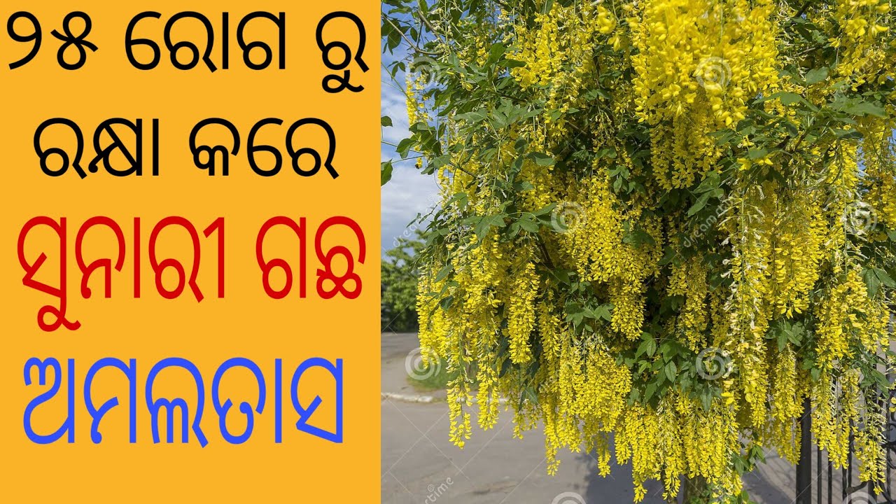 ସୁନାରୀ ଗଛର ଔଷଧୀୟ ଗୁଣ। Amaltas Tree benefits in odia, Cassia fistula Tree,