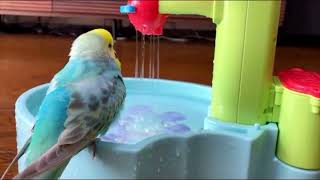 How To Give Your Mini Cute Budgie A Bath 