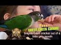 playful Green Cheek Conure Charlie bravely takes crackers out of a little girl&#39;s mouth!