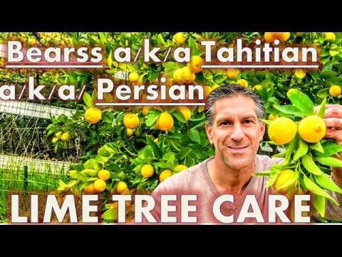 Video: What Is A Tahiti Lime Tree: Tips for growing Tahiti Persian Limes