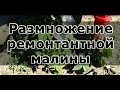 Размножение ремонтантной малины