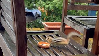 Finally, chipmunk and Blue jay get into a fight.