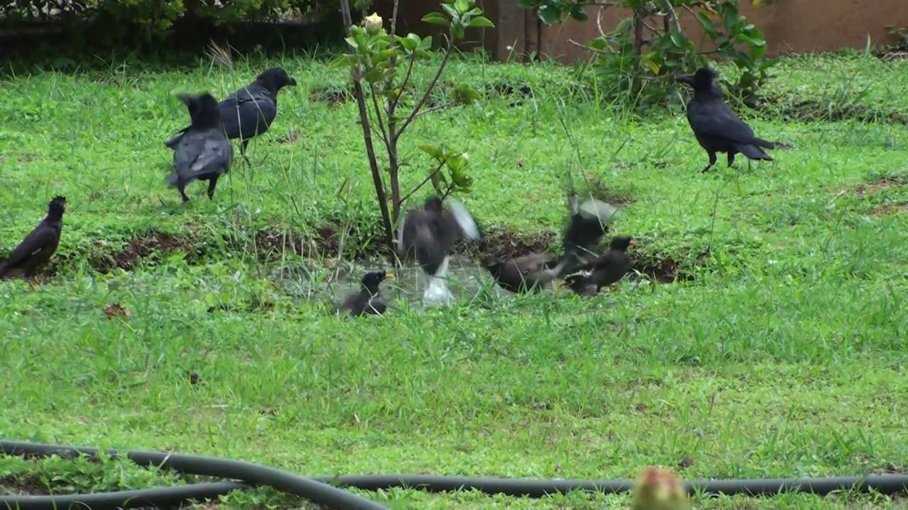 Mynah birds' community bath medicinal plants introduction
