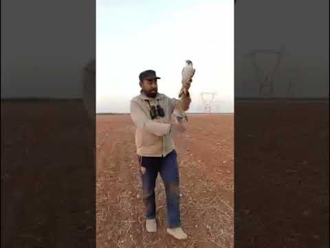 طرح سوريا قرناسه شاهين 23 نوفمبر 2025 طرح تل عابور التغطيه اكسبلور   