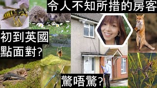 令人不知所措的訪客 | 英國人如何面對? 專業人士處理黃蜂巢  Wild Animals &amp; Insect around us in the UK