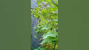 Cucumber Garden Trellis 🥒🥒 Checkout this Addition to my Garden Last Year. #pickles #garden