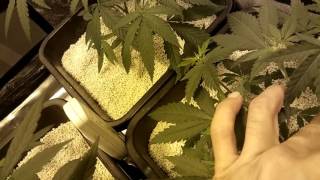 Better clear video on my medical garden.