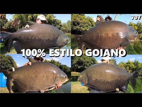 Pescaria 100% Estilo Goiano com os TAMBAS Gigantes do Água Verde (Fishingtur #707)
