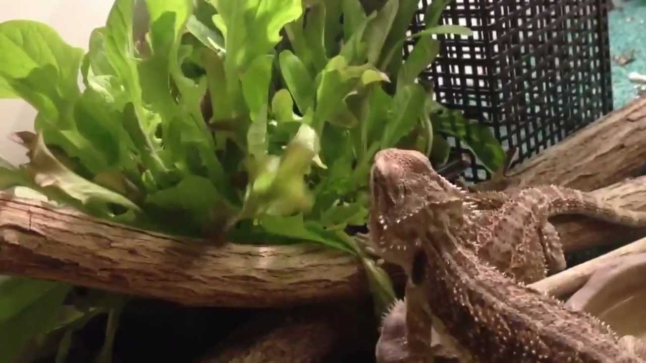live plants in bearded dragon tank