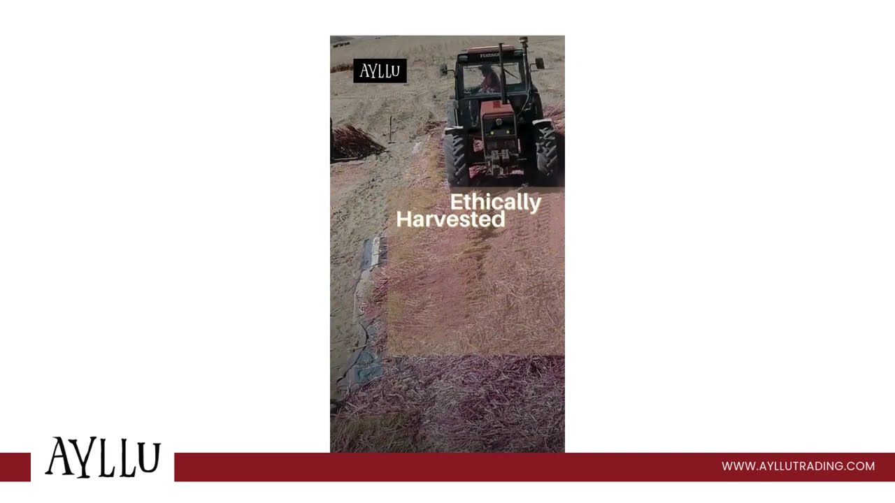 Organic Peruvian Chocolate 70% Cacao with Quinoa