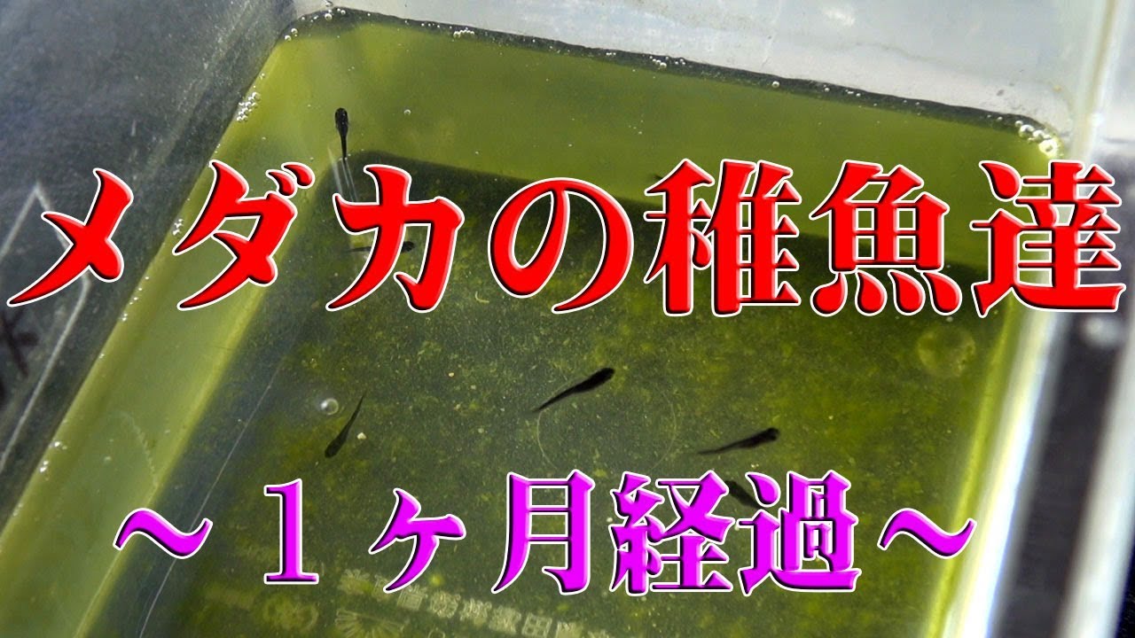 メダカの稚魚たち 一ヶ月経過 Youtube