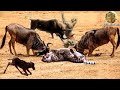 Power Of Mother Animals! Wildebeest Protect Newborn From Cheetah Hunting, Too Great