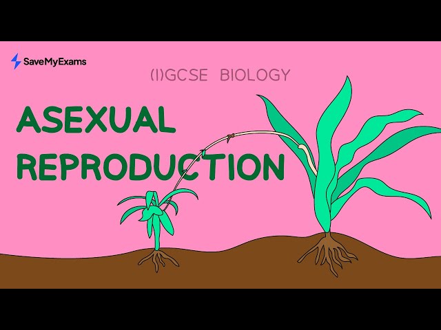Reproduction In Organisms Gcse Biology Revision Notes Communities
