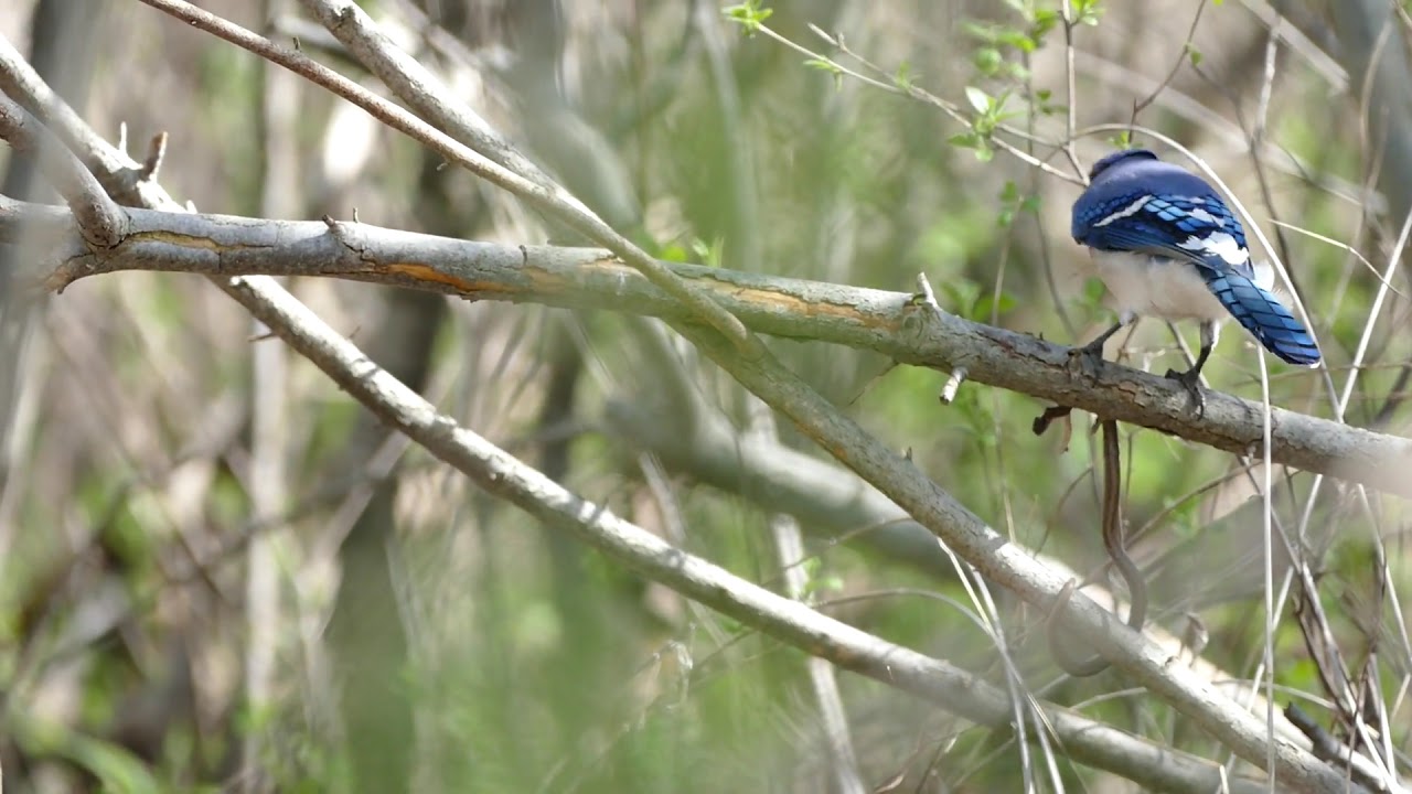 Kilally Meadows ESA - Blue Jay