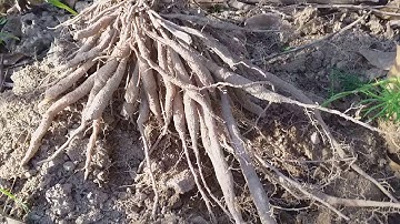 Công dụng trị bệnh của cây thiên môn đông trong việc điều trị suy nhược cơ thể