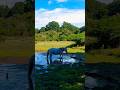 White Horse cooling off on a hot summers day #animals #nature #explore #nationalpark #uk #shorts