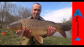 Весенний КАРП. Рабочая НАСАДКА по холодной воде.