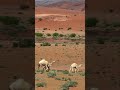اشفق على شوفتك وقلب ايديه تبوك تبوك الان تصويري اشفق على شوفتك وقلب ايديه تبوك تبوك الان تصويري