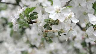 Allah Ve Resulünün Işığı