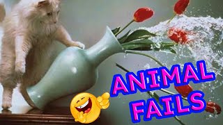 Cute and funny animal fails. Try not to laugh.