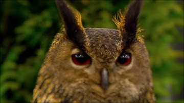 CrumplePop ShrinkRay X - Tilt Shift Effect for Final Cut Pro X