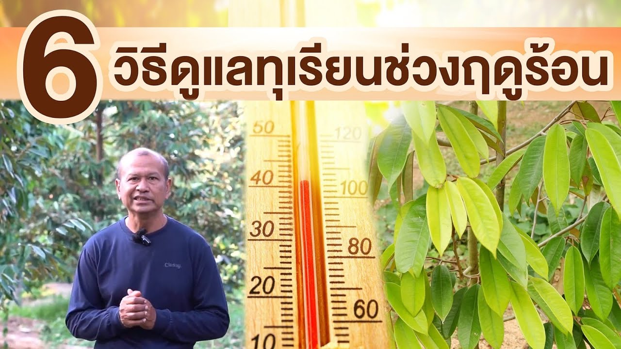 สวนตาก้าน ('67) 6 วิธีดูแลทุเรียน..ช่วงฤดูร้อน
