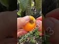 different types of fruits ,🍓🍑🍒🍇 #youtube #facts #loquat #fruitsname #fruitjuice #fruits