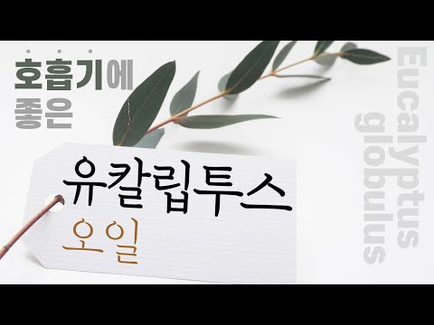 호흡기에 좋은 유칼립투스 오일, 아로마테라피[실생활에 쉽게 적용하는 천연 치료]