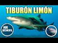 Tiburón limón o galano (curiosidades)