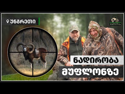 მუფლონი – ნადირობა უნგრეთში