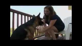 Dogs 101 - German Shepherd.mp4 by Puppies inchennai 60,003 views 12 years ago 5 minutes, 5 seconds