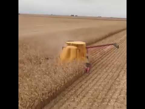 Агроном в шоке. Высыпал кукурузу. Комбайн уборка кукурузы. - YouTube