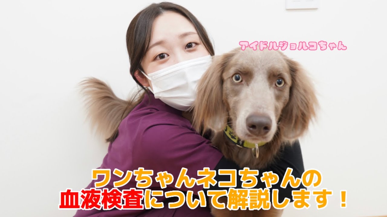 【ヒロ動物病院】血液検査について獣医師が詳しく解説します🐱🐶Part.2