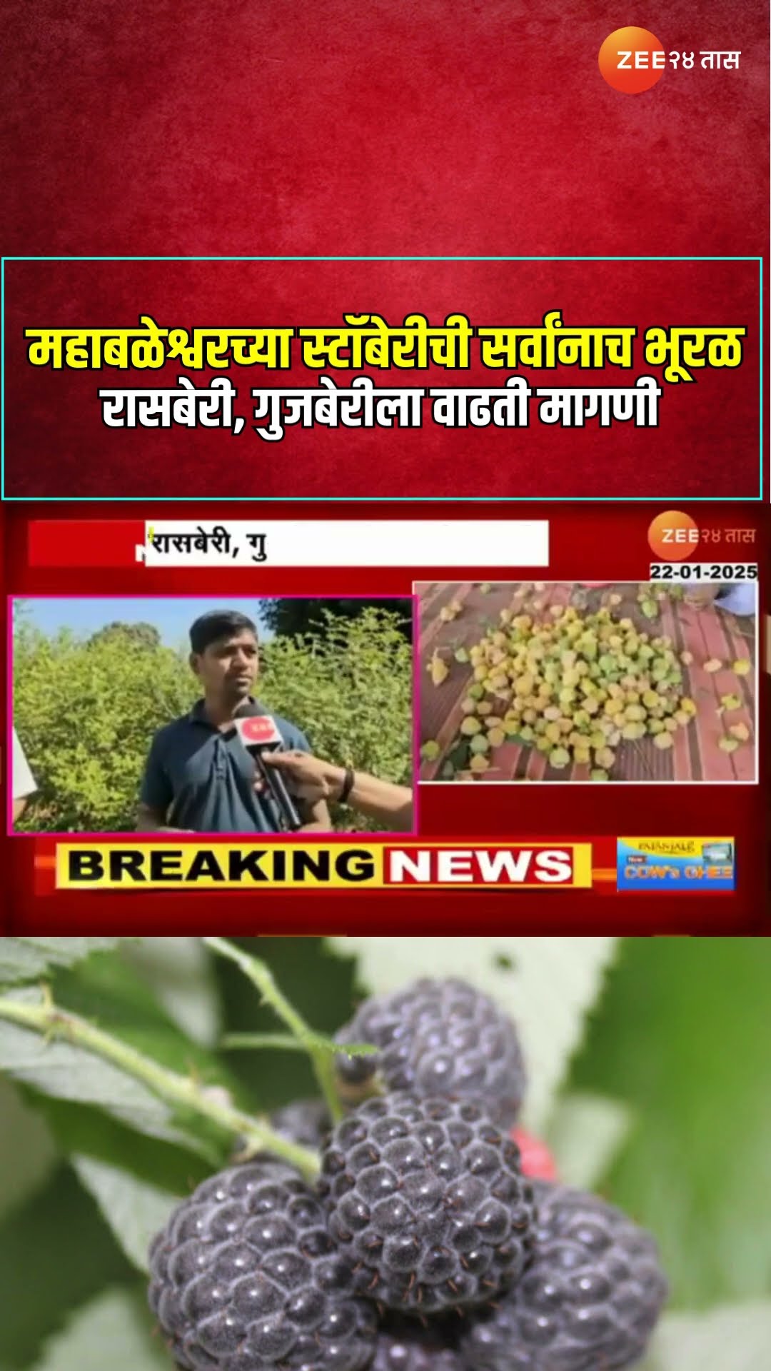 Mahabaleshwar | महाबळेश्वरच्या स्टॉबेरीची सर्वांनाच भूरळ ; रासबेरी, गुजबेरीला वाढती मागणी