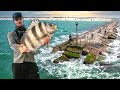 Fish that dominates spring break jetties  the issue with spring break