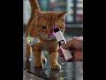 My Orange Cat’s Priceless Reaction 🐱✨ #fry  #OrangeCat #CatReaction #CuteCat#fry#ShortsVideo