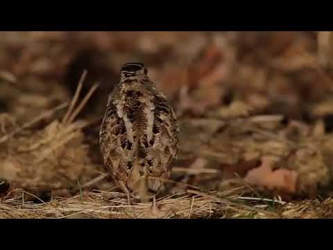 Culluk sesi yelfe sesi Domuzavcısı İbrahim