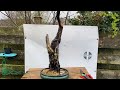 100 year old cotoneaster bonsai urban yamadori