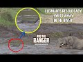 Elephants Rescue Baby Swept Away In The River! | Maasai Mara Safari | Zebra Plains
