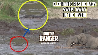 Elephants Rescue Baby Swept Away In The River! | Maasai Mara Safari | Zebra Plains