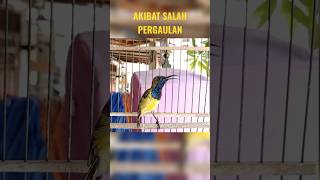AKIBAT SALAH PERGAULAN #mabeskicau #sogon #sogongacor #shortsvideo #shorts