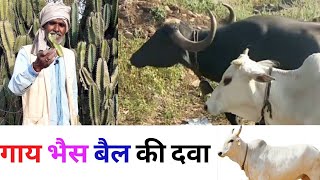 गाय बैल भैस बीमार हो तो जानिए आयुर्वेदिक उपचार कैसे करें।