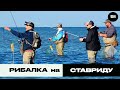 Рибалка на Ставриду | Трофей на Морі №51