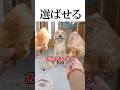 全てのご飯を子供に譲るママ犬❤️ #shortvideo #ママ #思いやり